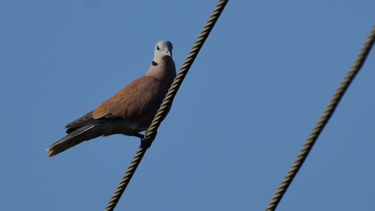 Red Collared-Dove - ML618147852