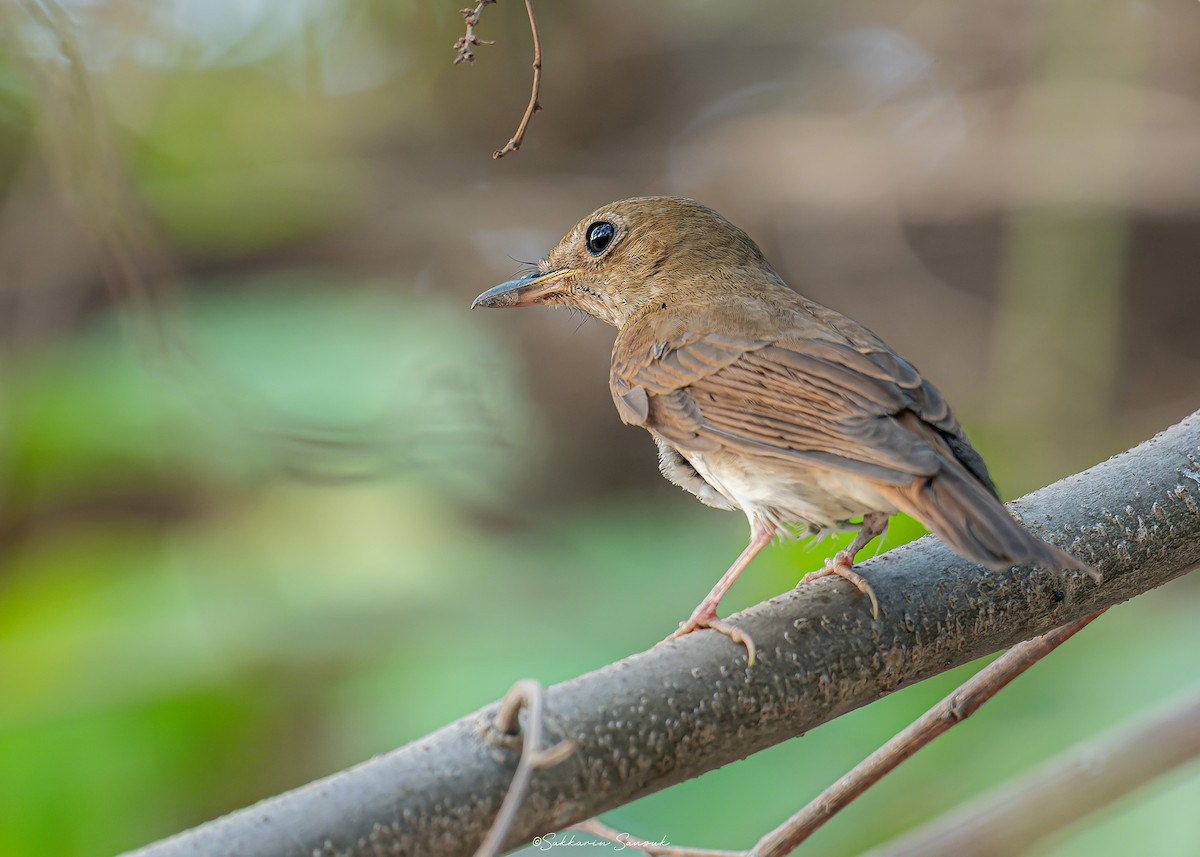 Brown-chested Jungle Flycatcher - ML618147866