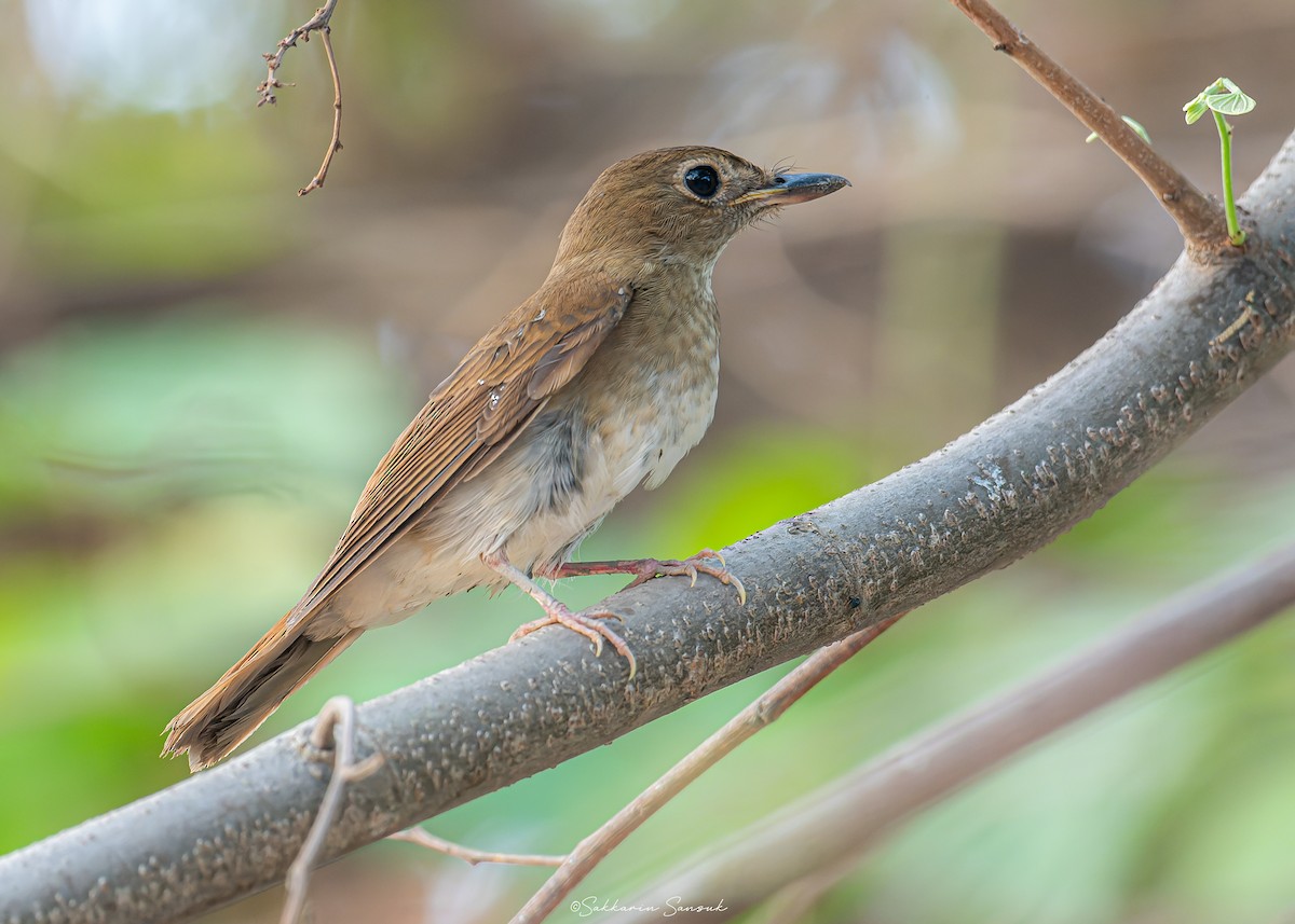 Brown-chested Jungle Flycatcher - Sakkarin Sansuk