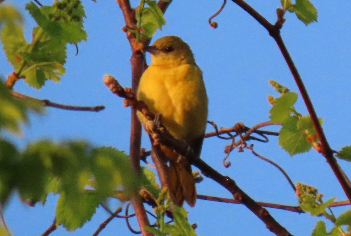 Orchard Oriole - ML618147902