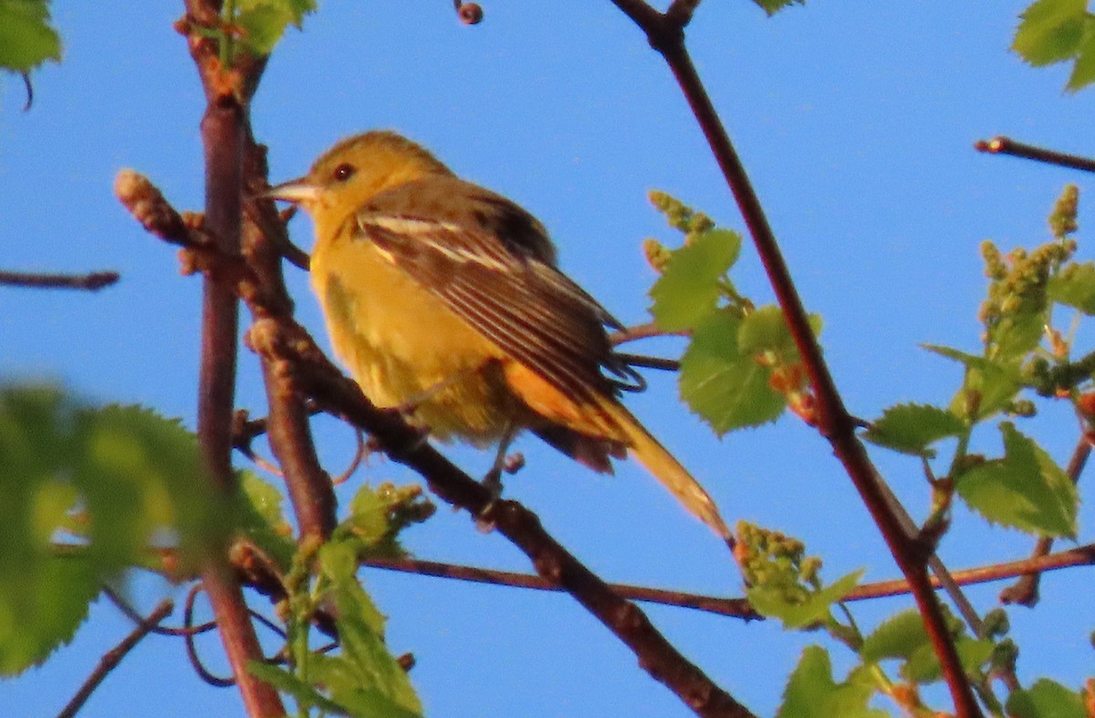 Orchard Oriole - ML618147910