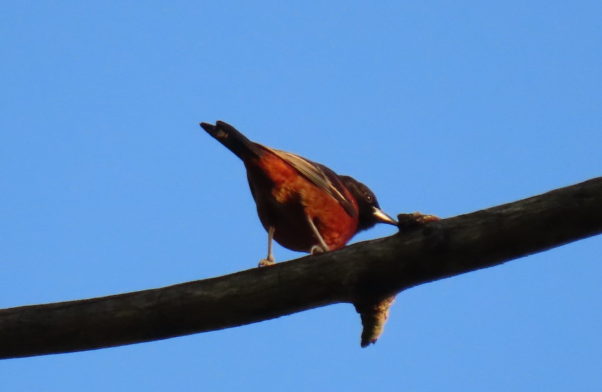 Orchard Oriole - ML618147938