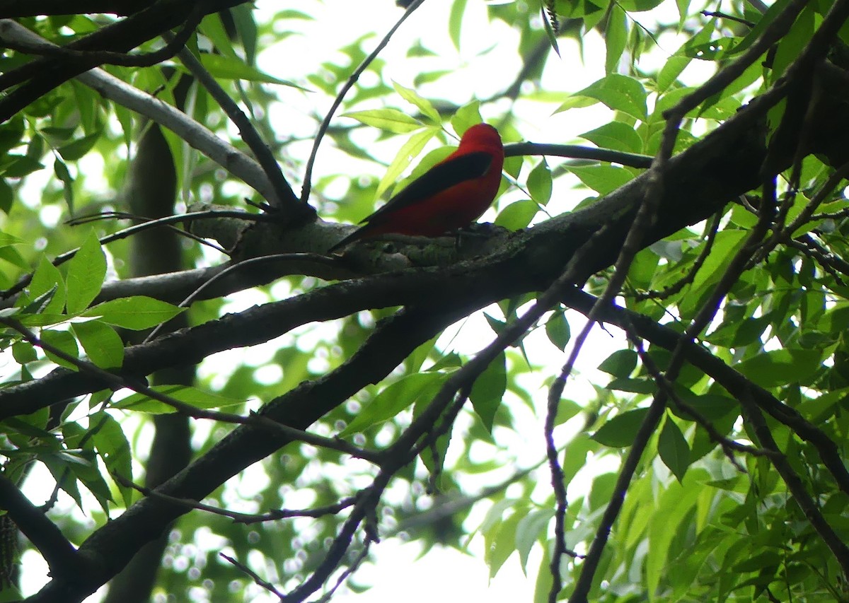 Scarlet Tanager - ML618147975