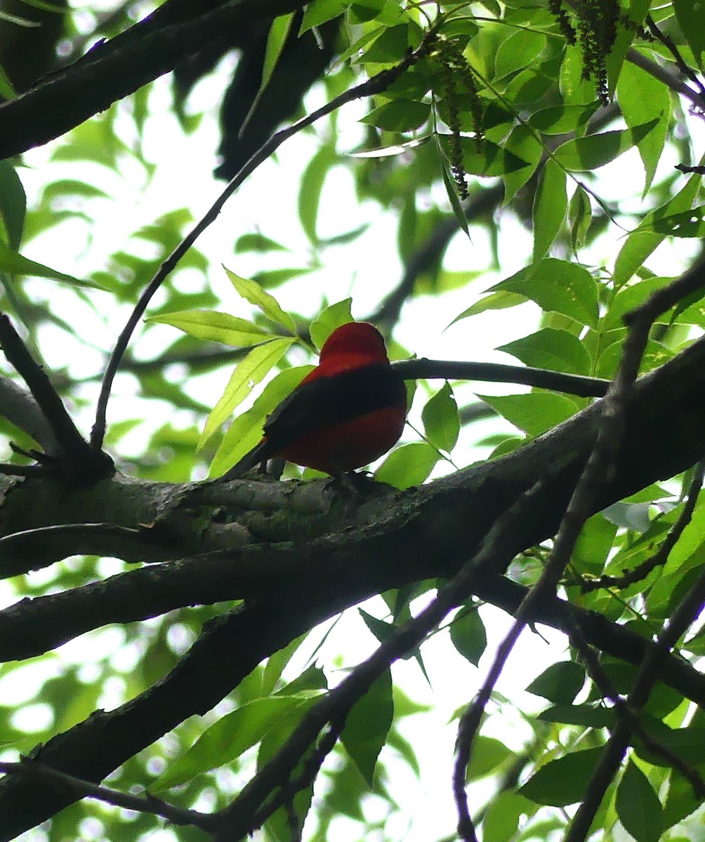 Scarlet Tanager - ML618147976