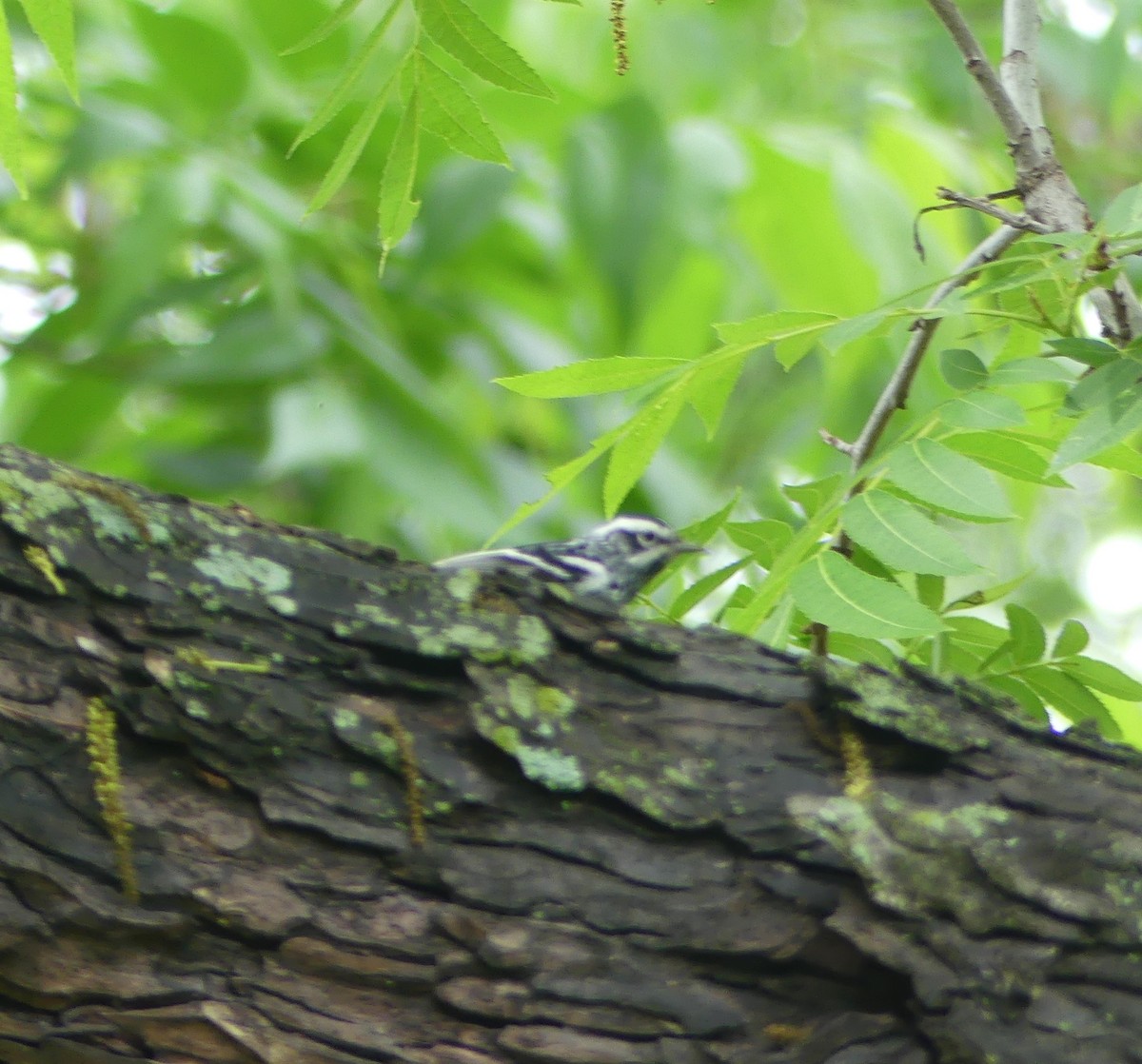 Black-and-white Warbler - ML618147986