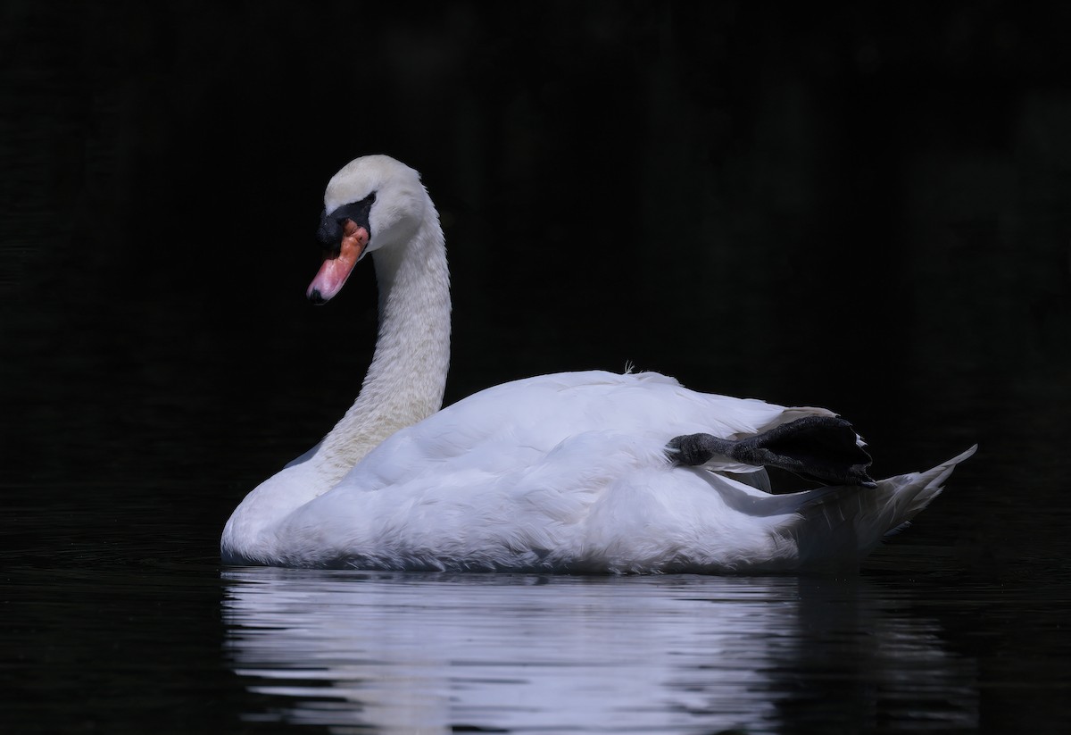 Mute Swan - sheau torng lim