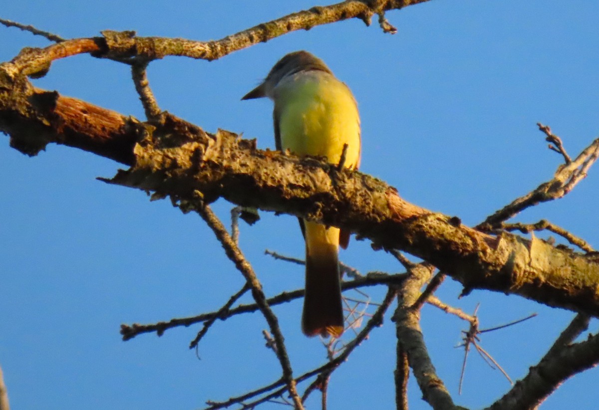 Great Crested Flycatcher - ML618147994