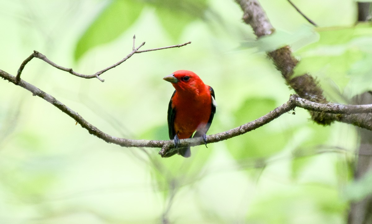 Scarlet Tanager - Rickey Shive