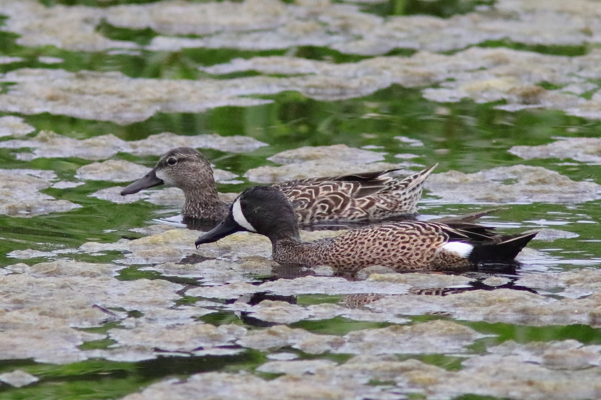 Blue-winged Teal - ML618148027