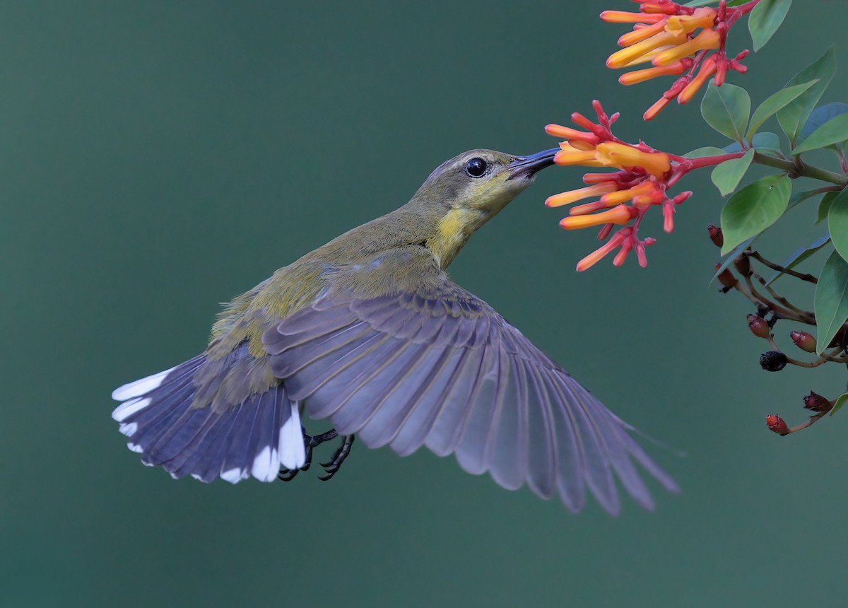 Ornate Sunbird - sheau torng lim