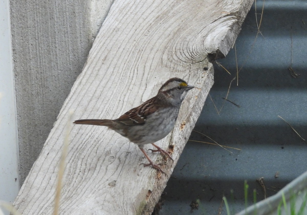 White-throated Sparrow - Donna Millar