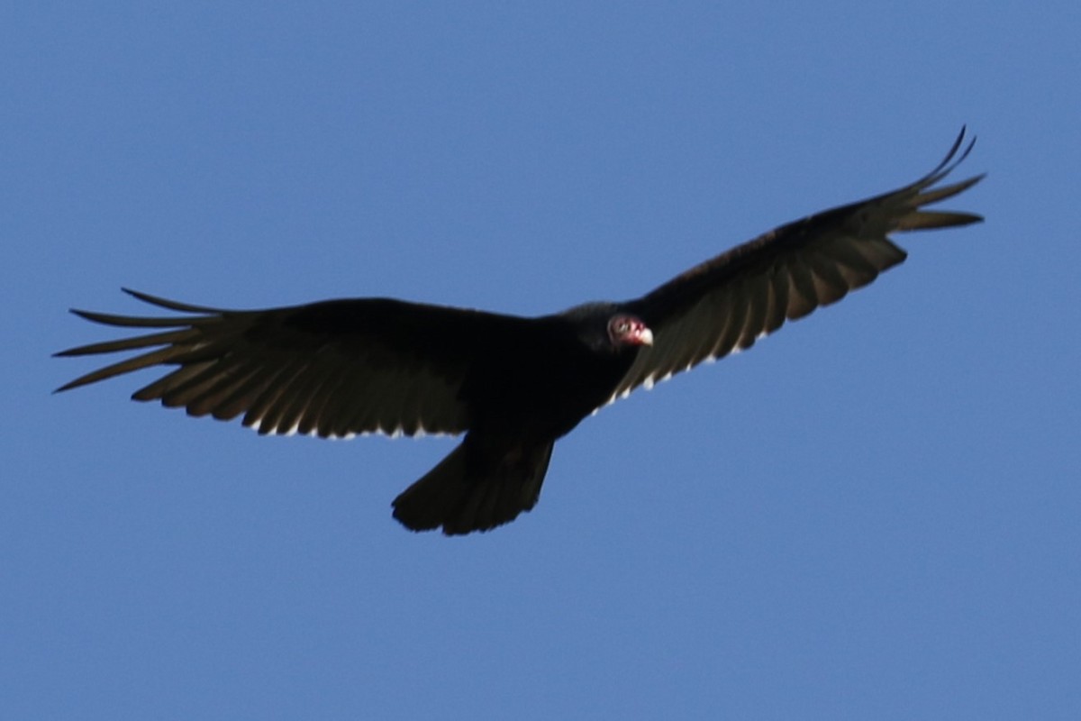 Turkey Vulture - ML618148038