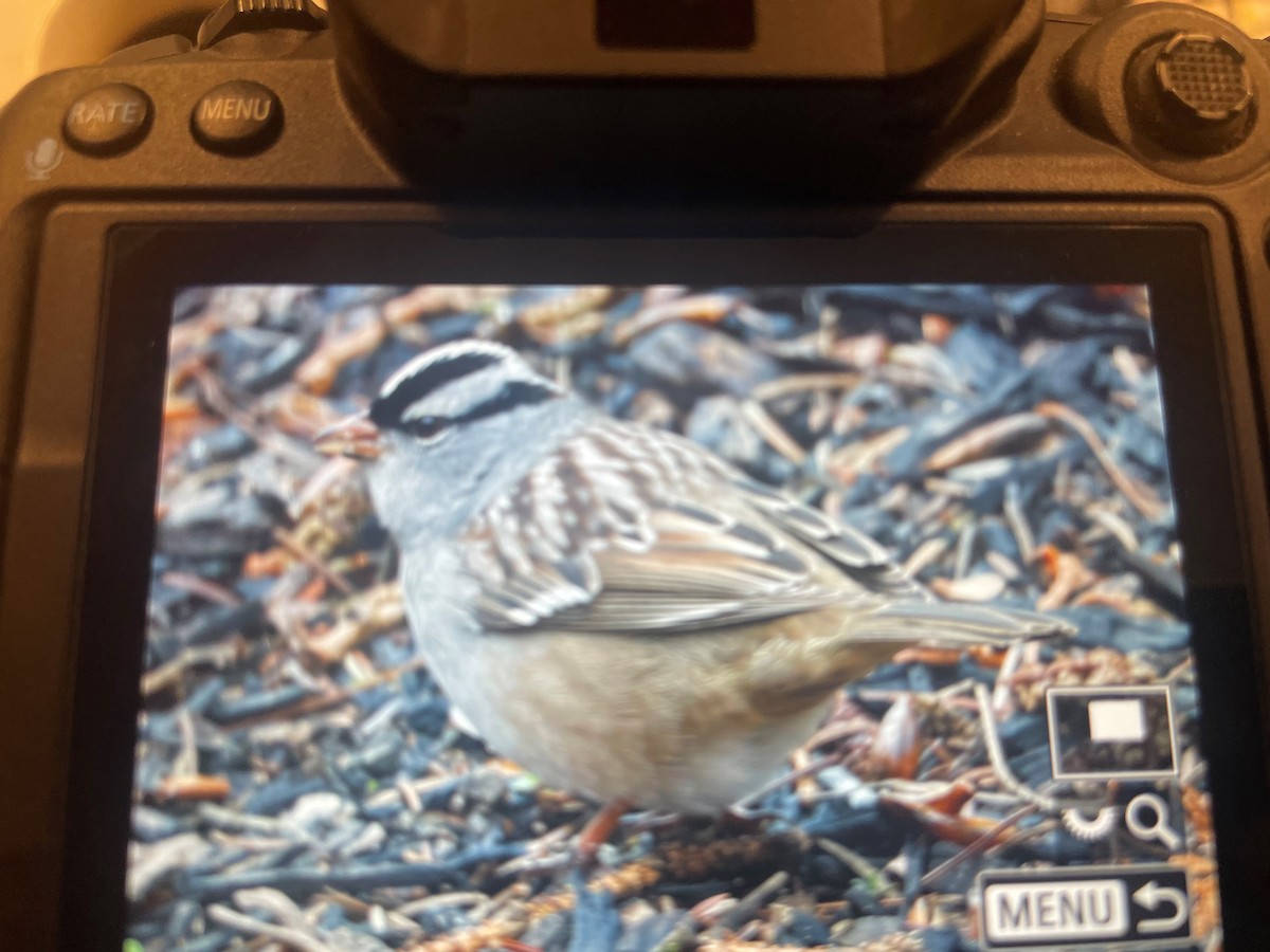 White-crowned Sparrow - ML618148048