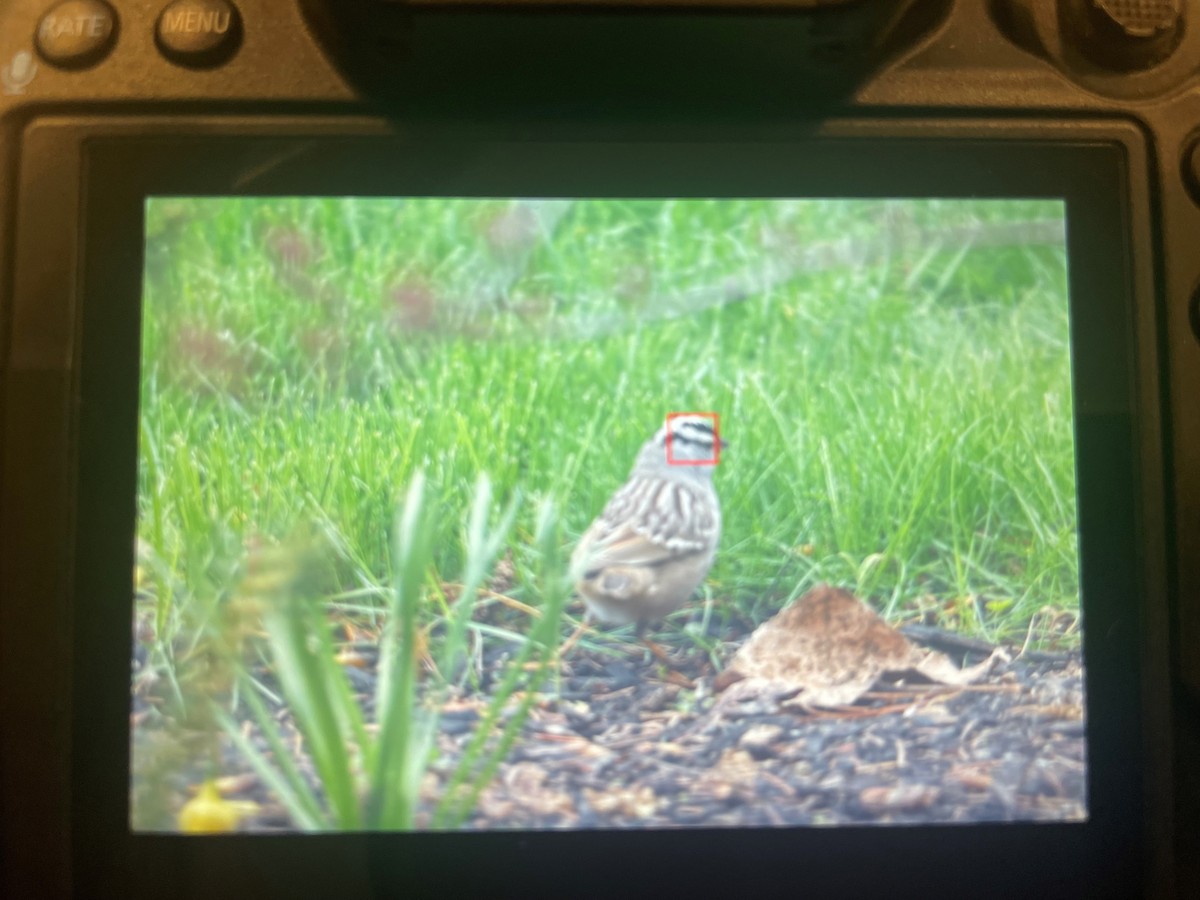 White-crowned Sparrow - ML618148054