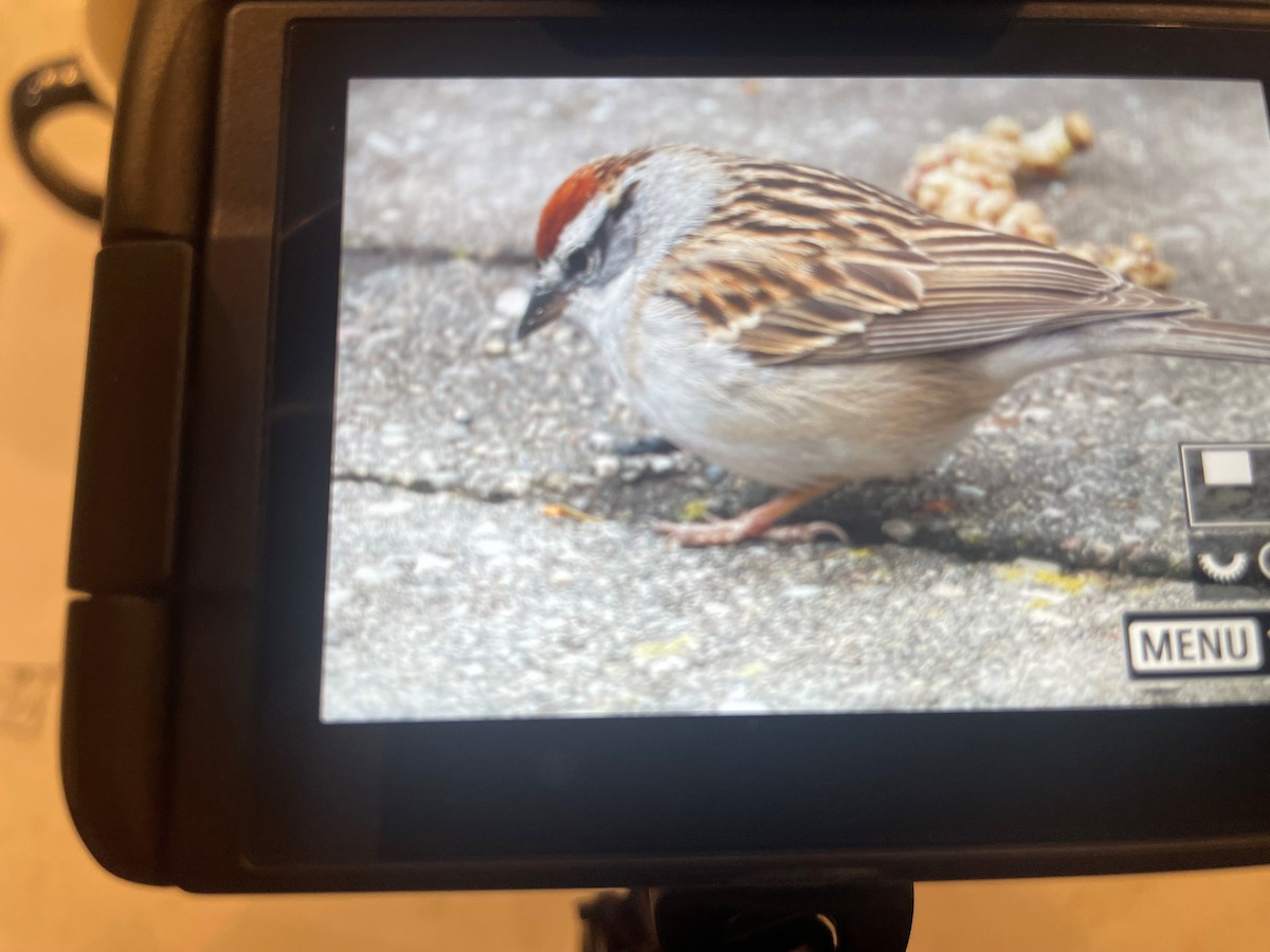 Chipping Sparrow - ML618148062