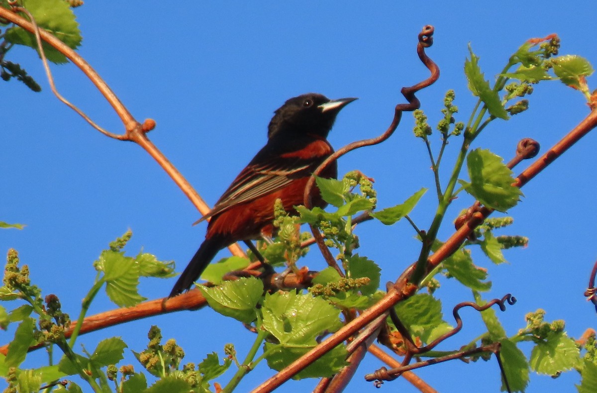 Orchard Oriole - ML618148066