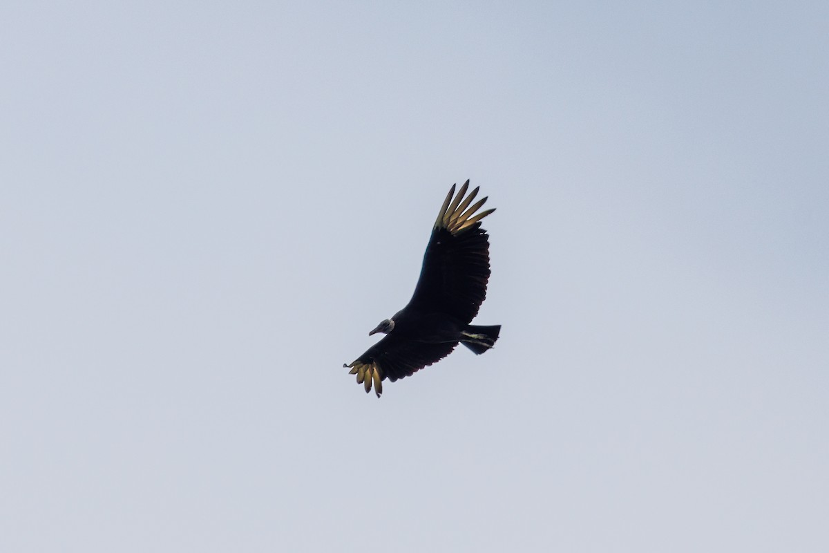 Black Vulture - ML618148068