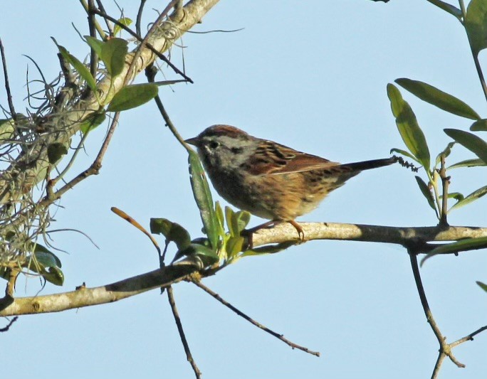 Swamp Sparrow - Deb Ahern