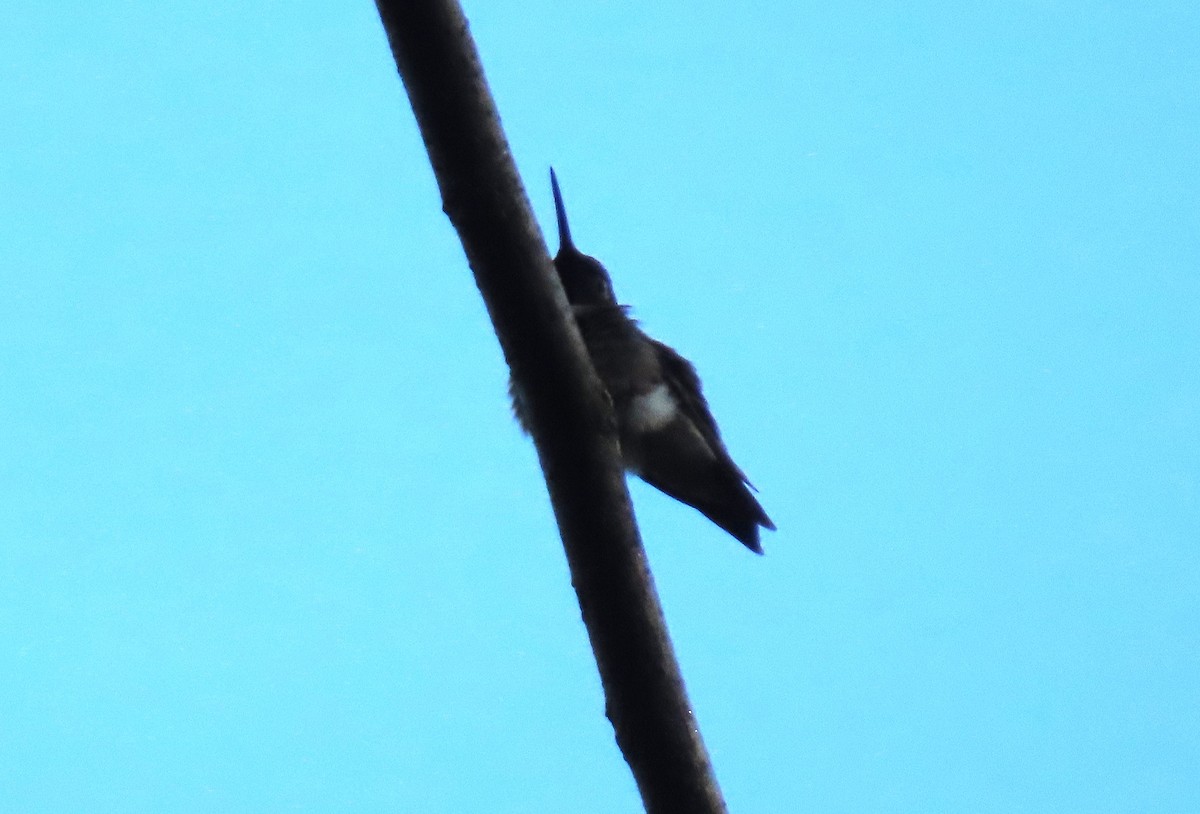 Ruby-throated Hummingbird - Anne Mytych