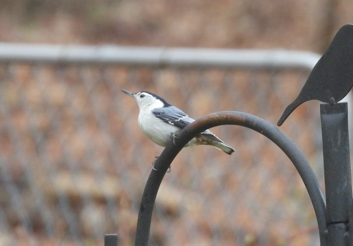White-breasted Nuthatch - Donna Millar