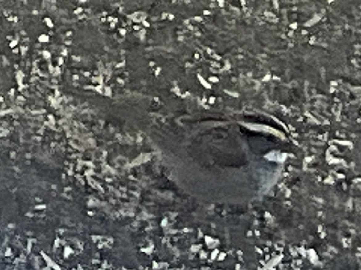 White-throated Sparrow - Beth Rodondi