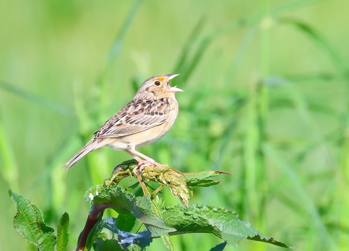 Grasshopper Sparrow - ML618148156
