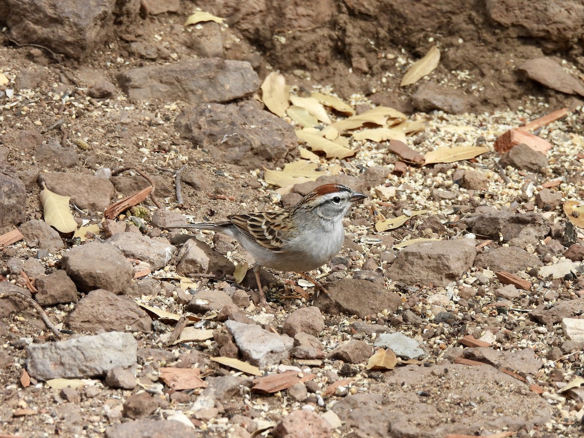 Chipping Sparrow - ML618148168
