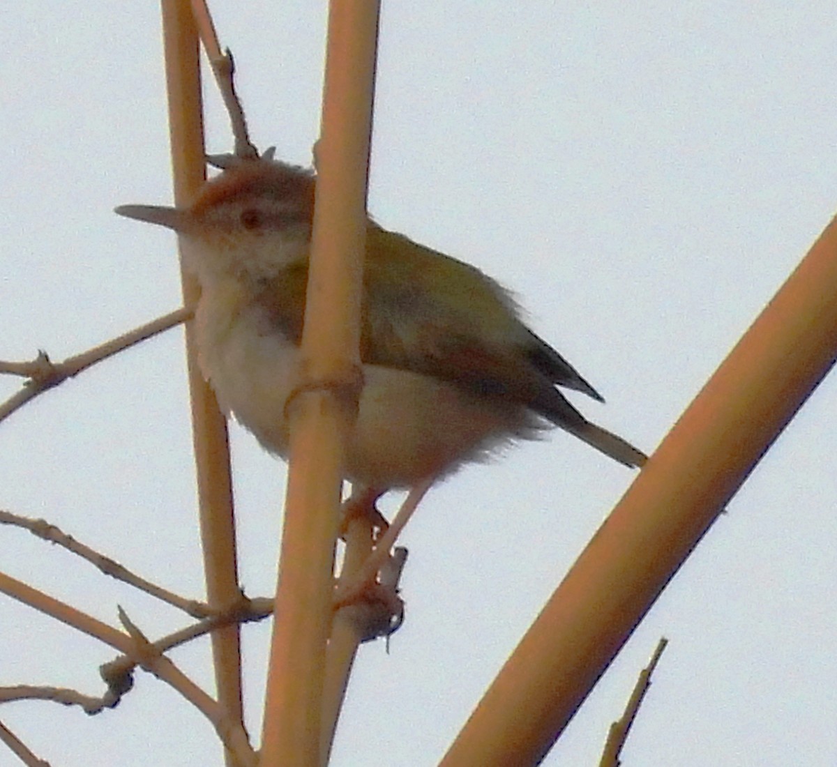 Common Tailorbird - Suchitra S