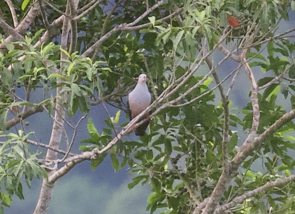 Red-knobbed Imperial-Pigeon - ML618148226