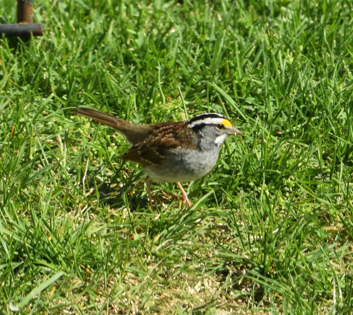 White-throated Sparrow - Daniel Segarra