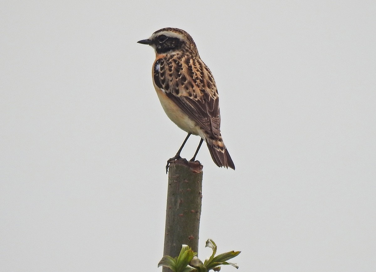Whinchat - ML618148293