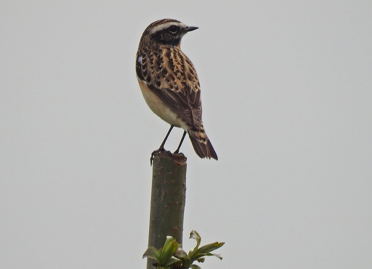 Whinchat - ML618148299