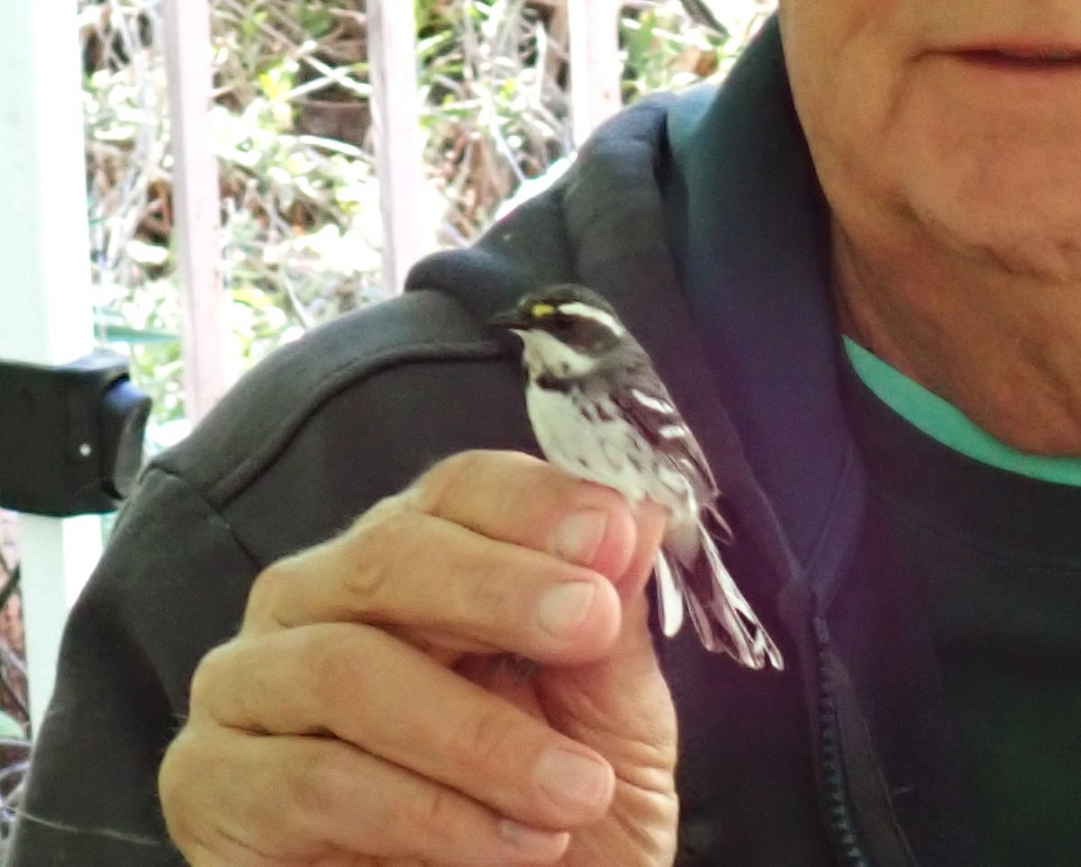 Black-throated Gray Warbler - Bob Packard