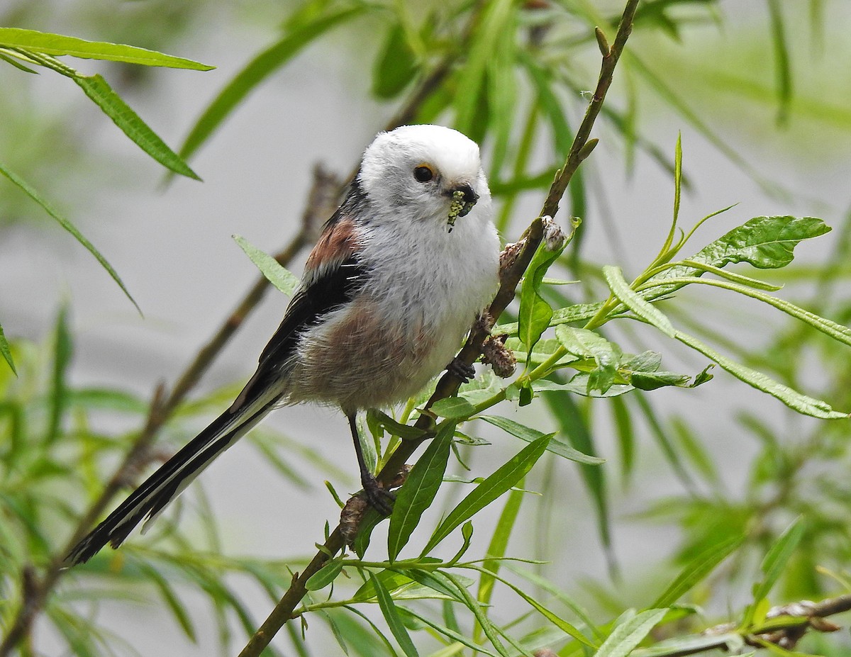 Long-tailed Tit - Manfred Schleuning