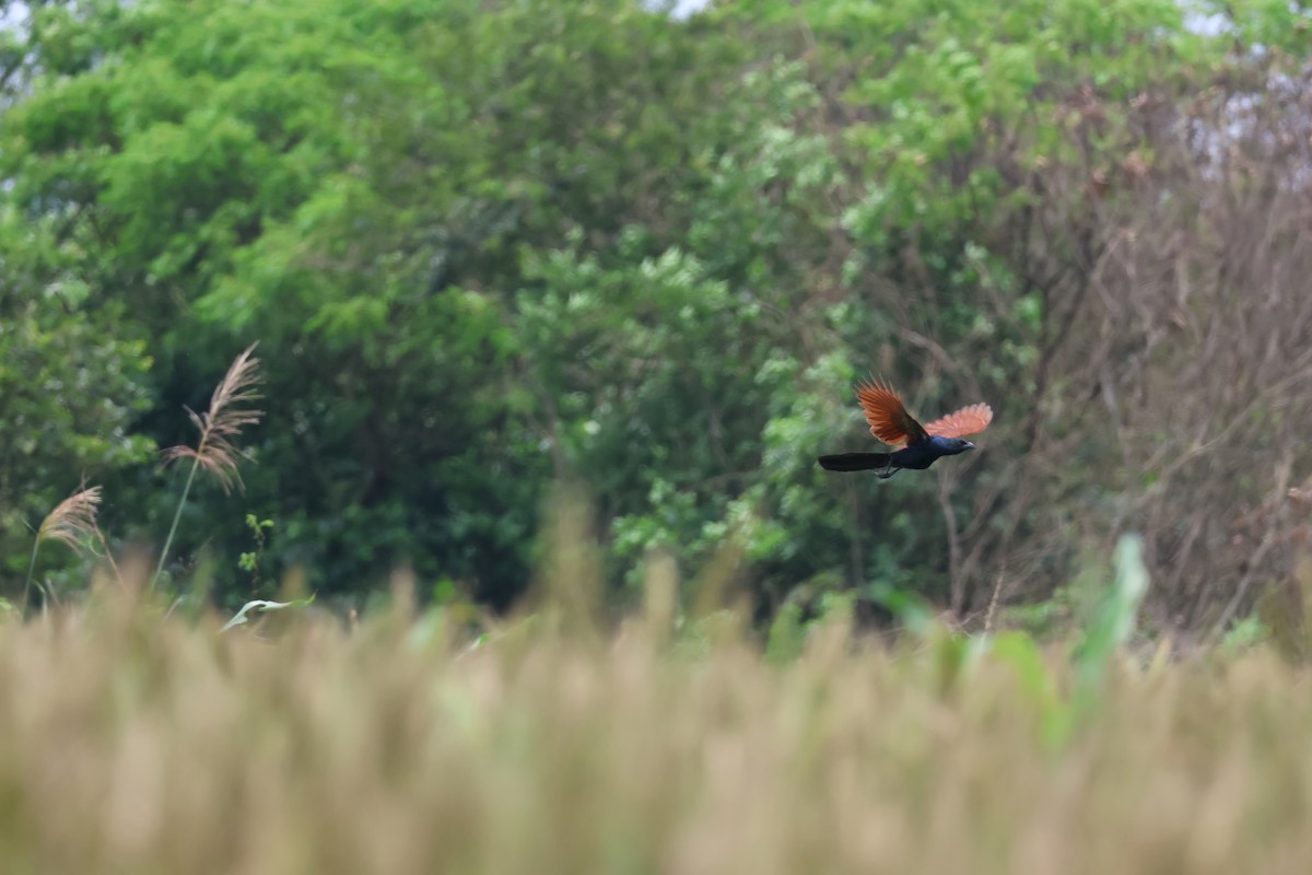 Greater Coucal - 亭 陳