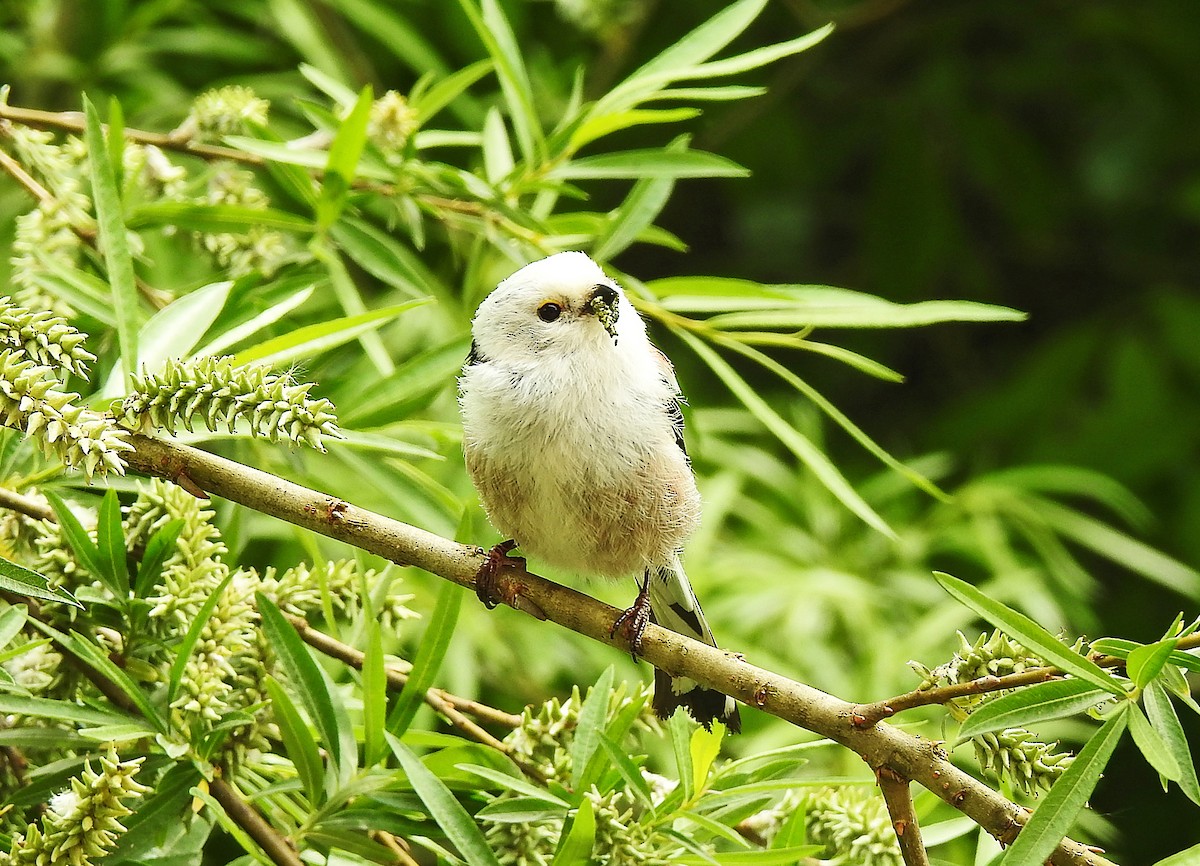 Long-tailed Tit - Manfred Schleuning