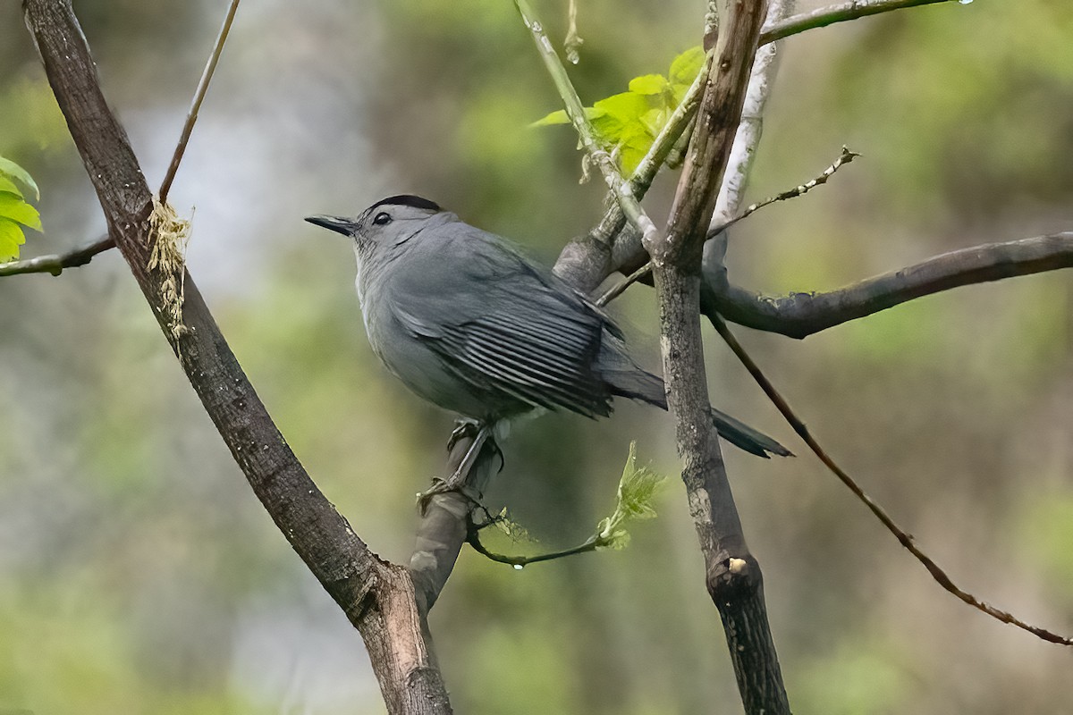 Gray Catbird - Shori Velles