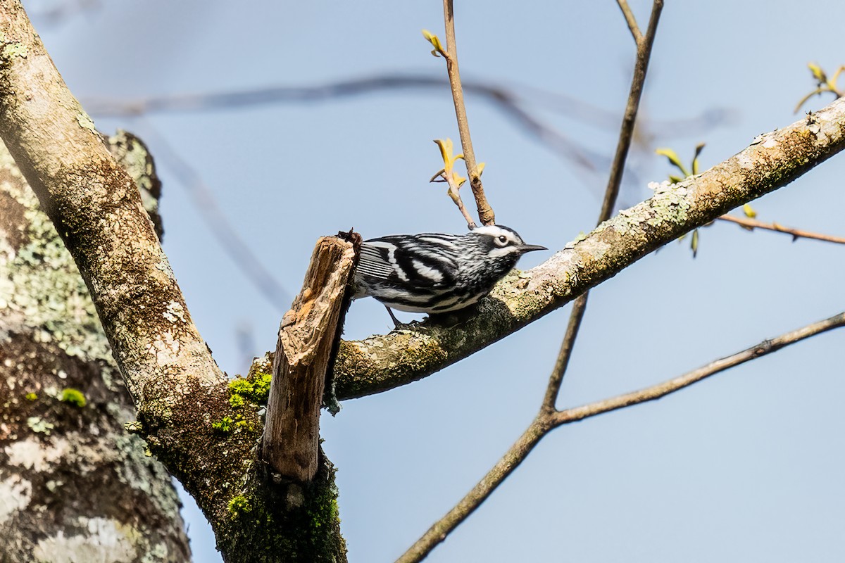 Black-and-white Warbler - Shori Velles