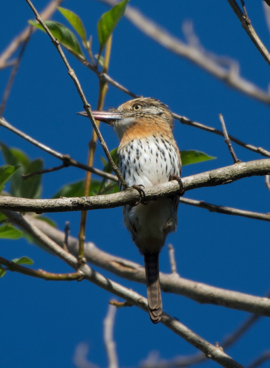 Spot-backed Puffbird (Chaco) - Suzana Arakaki