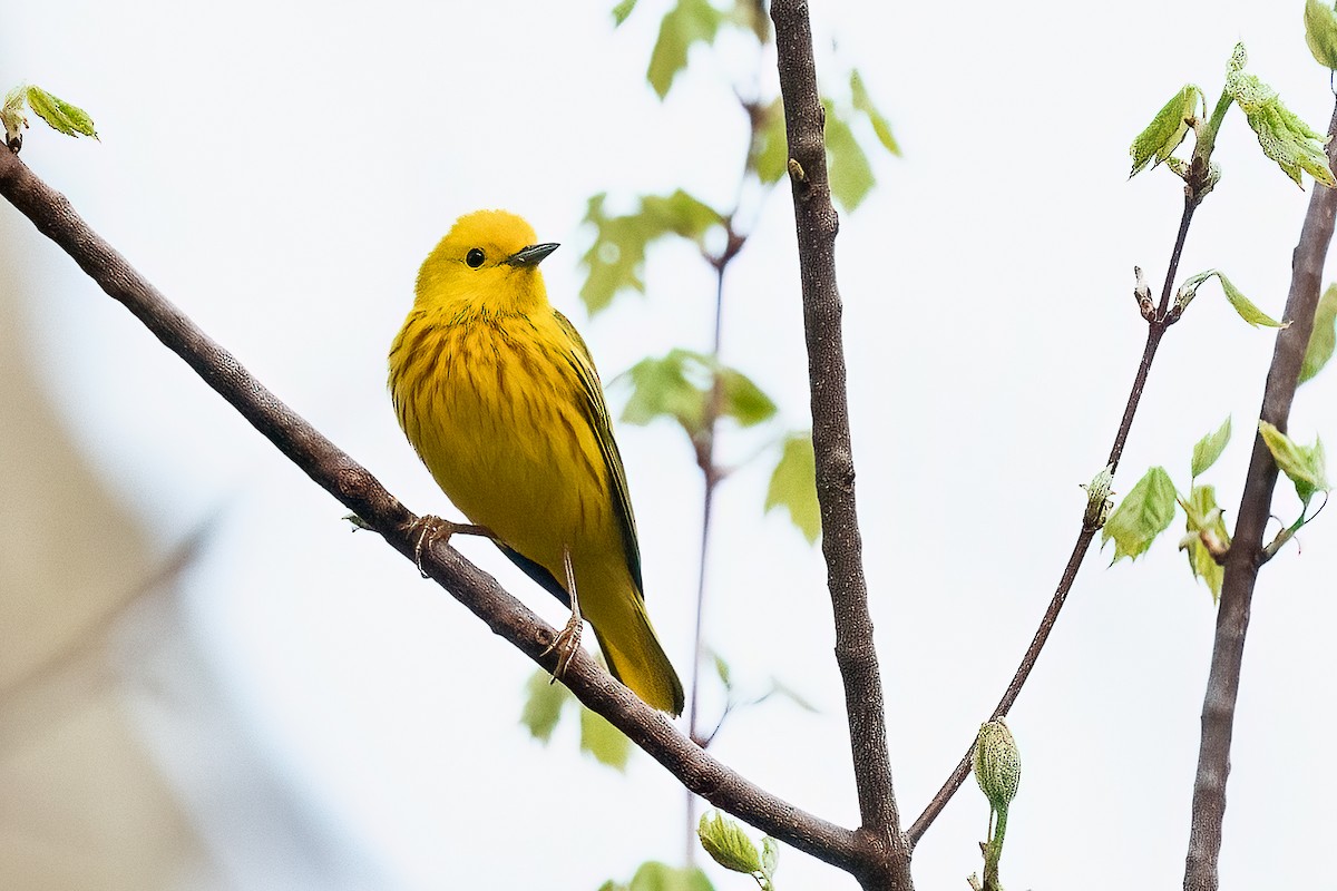 Yellow Warbler - Shori Velles