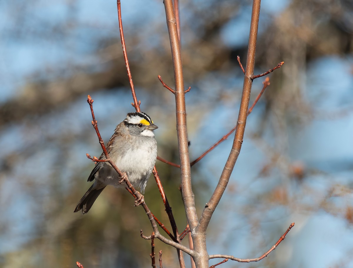 White-throated Sparrow - Peggy Scanlan
