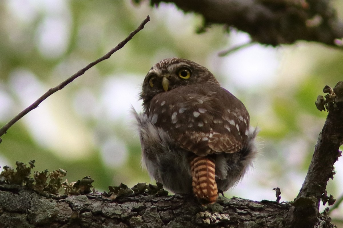 Ferruginous Pygmy-Owl - ML618148449