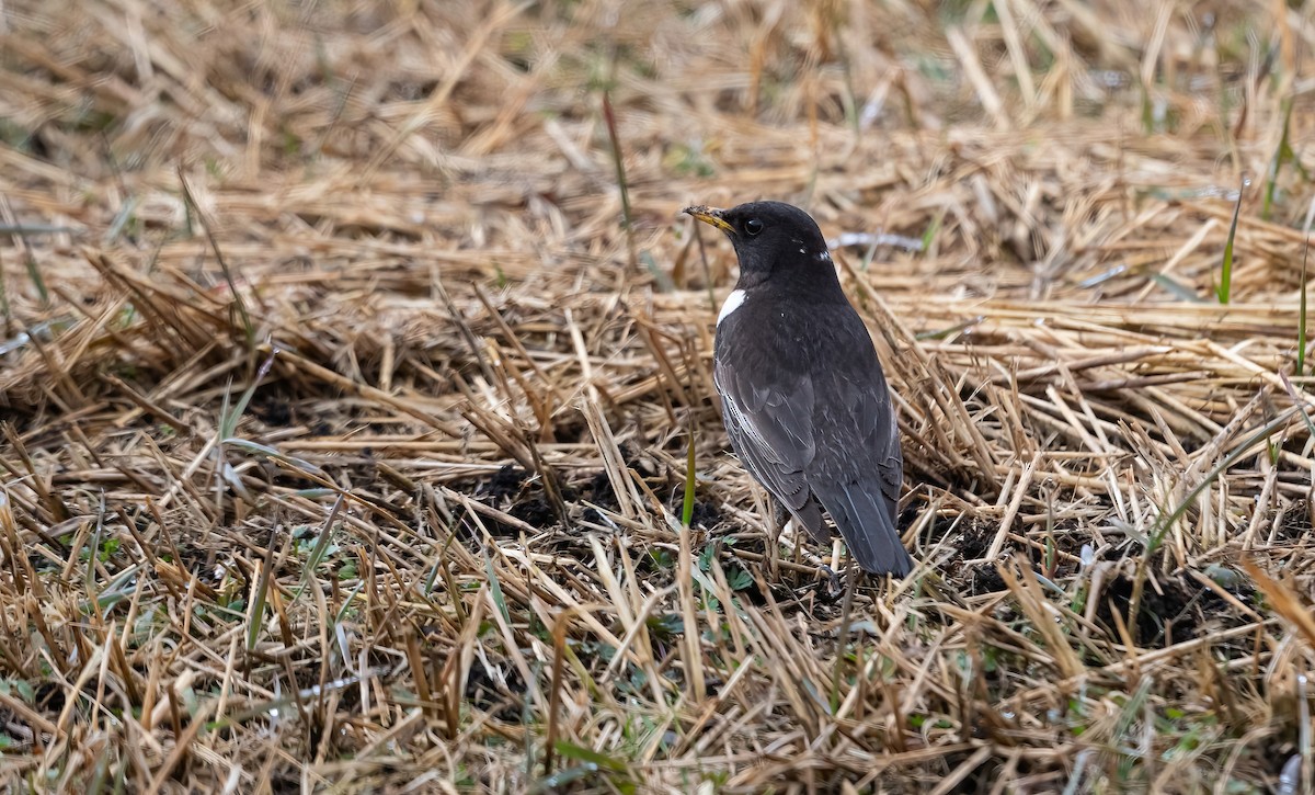 Ring Ouzel (Northern) - ML618148450