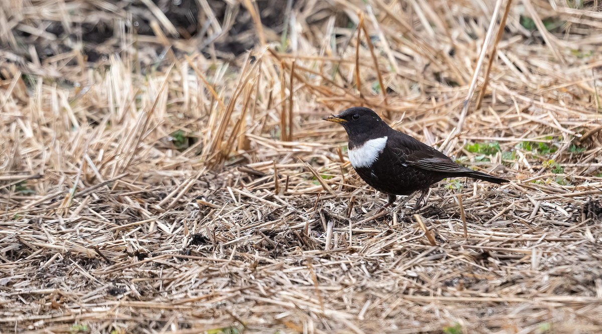 Ring Ouzel (Northern) - ML618148459