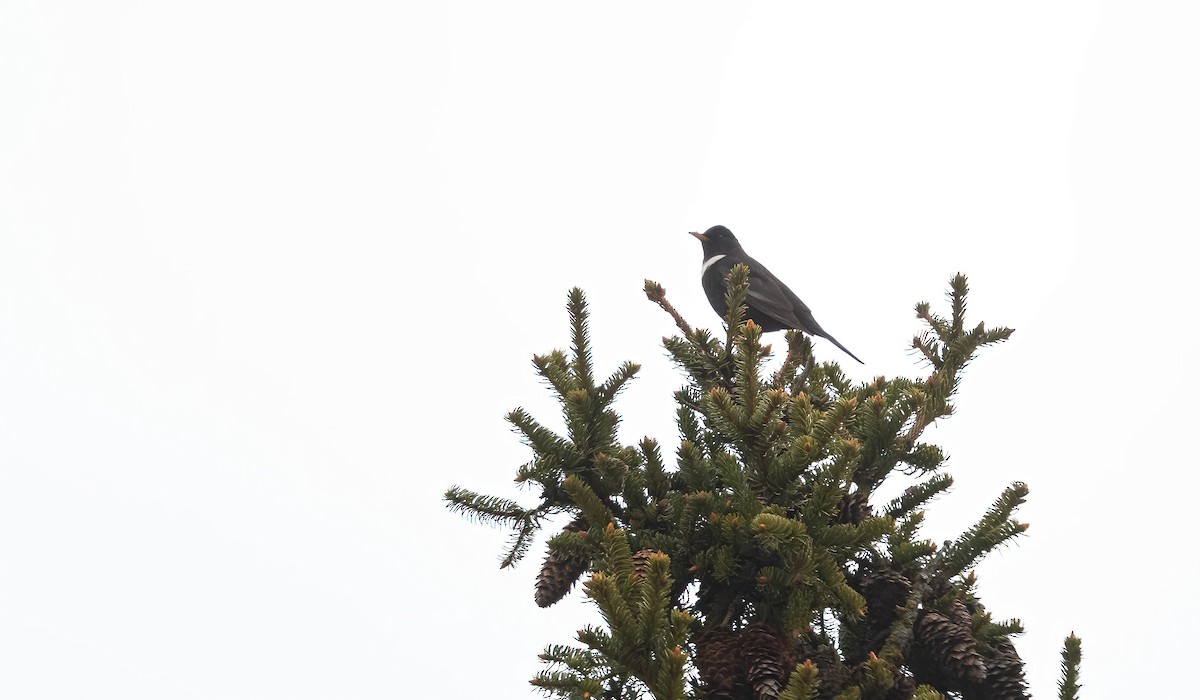 Ring Ouzel (Northern) - ML618148462