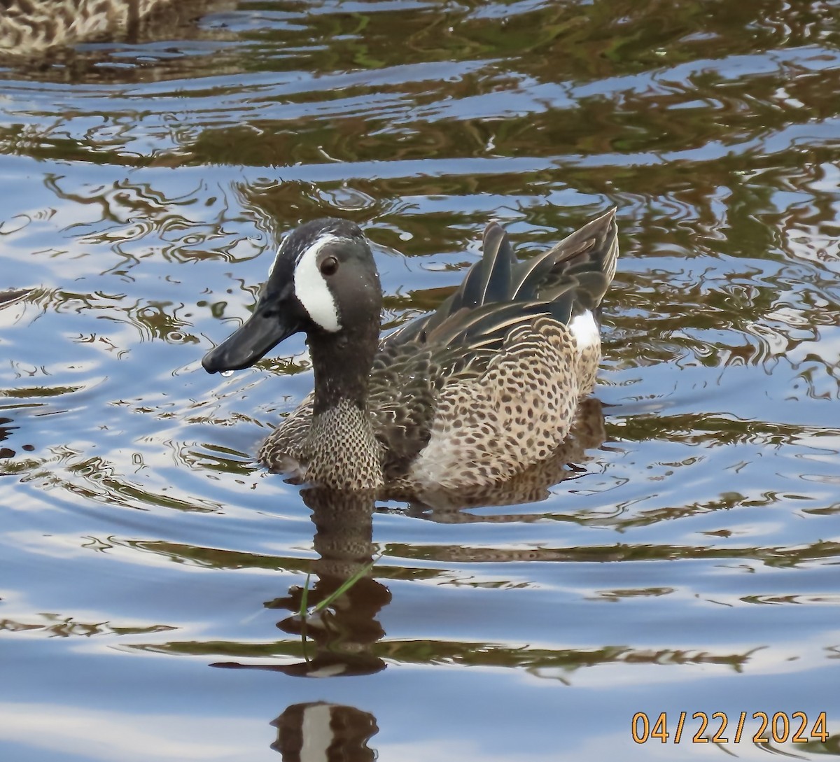 Blue-winged Teal - ML618148464