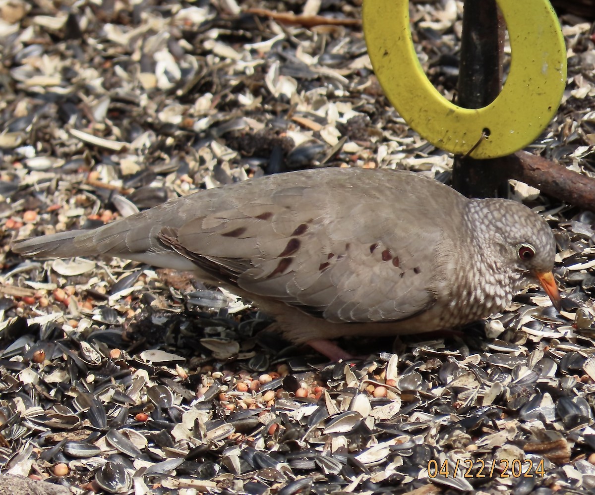 Common Ground Dove - ML618148490