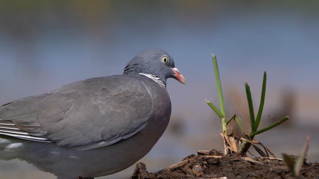 Common Wood-Pigeon - ML618148509