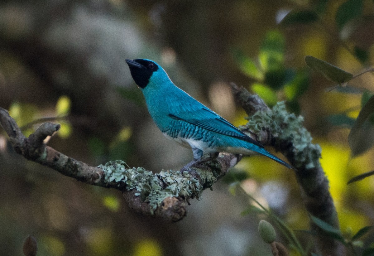 Swallow Tanager - ML618148524