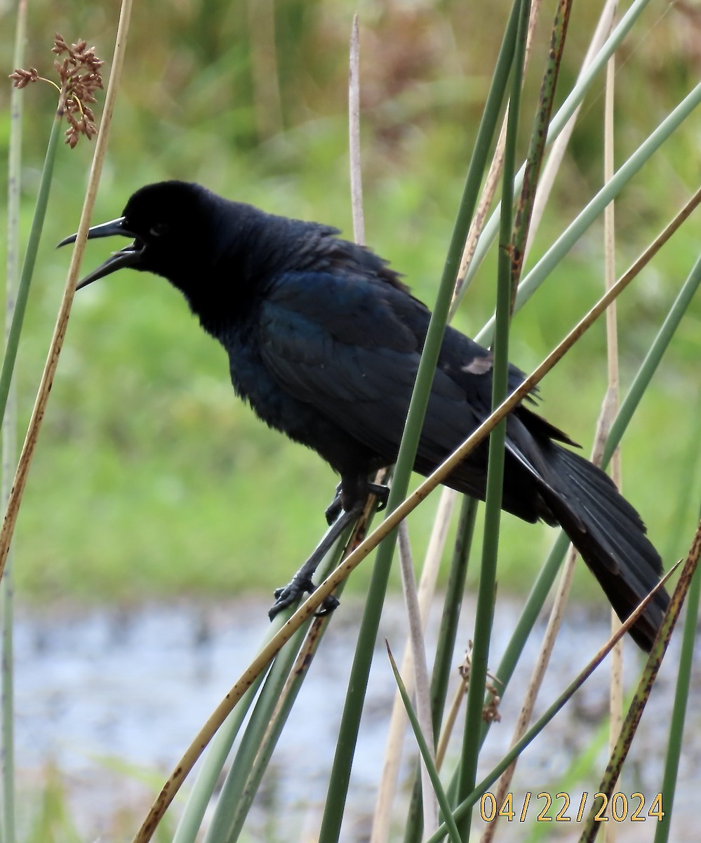 Boat-tailed Grackle - ML618148533